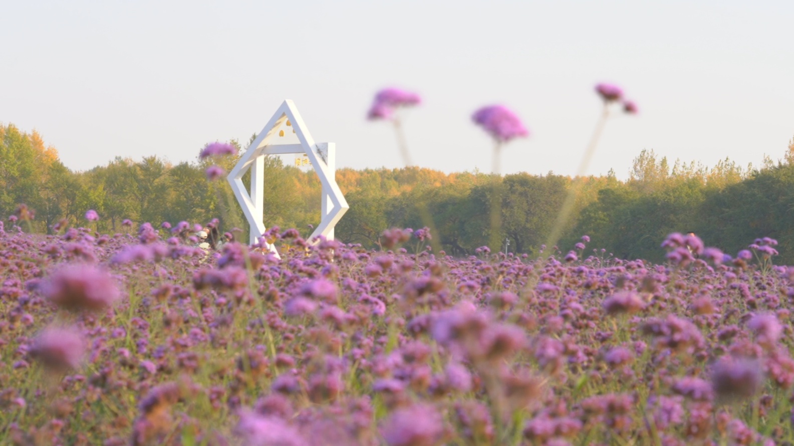 「感知幸福中國行」吉林篇（八）金秋漫步查干湖：記者探訪生態(tài)水岸，感受別樣湖光勝景