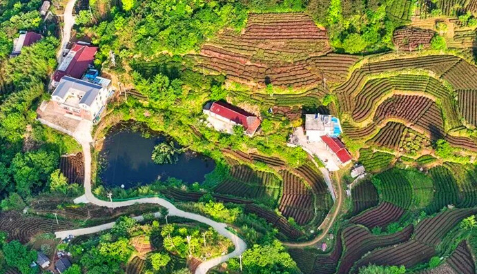 【皖美徽茶縣長說】 桐城市副市長周海波：鏈上發(fā)力 葉上生金 「三茶」理念下的桐城「鋅路徑」