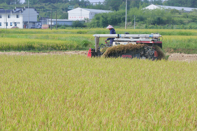皖屯溪奕棋鎮(zhèn)：守「糧」心夯「耕」基 推動「糧田變良田」