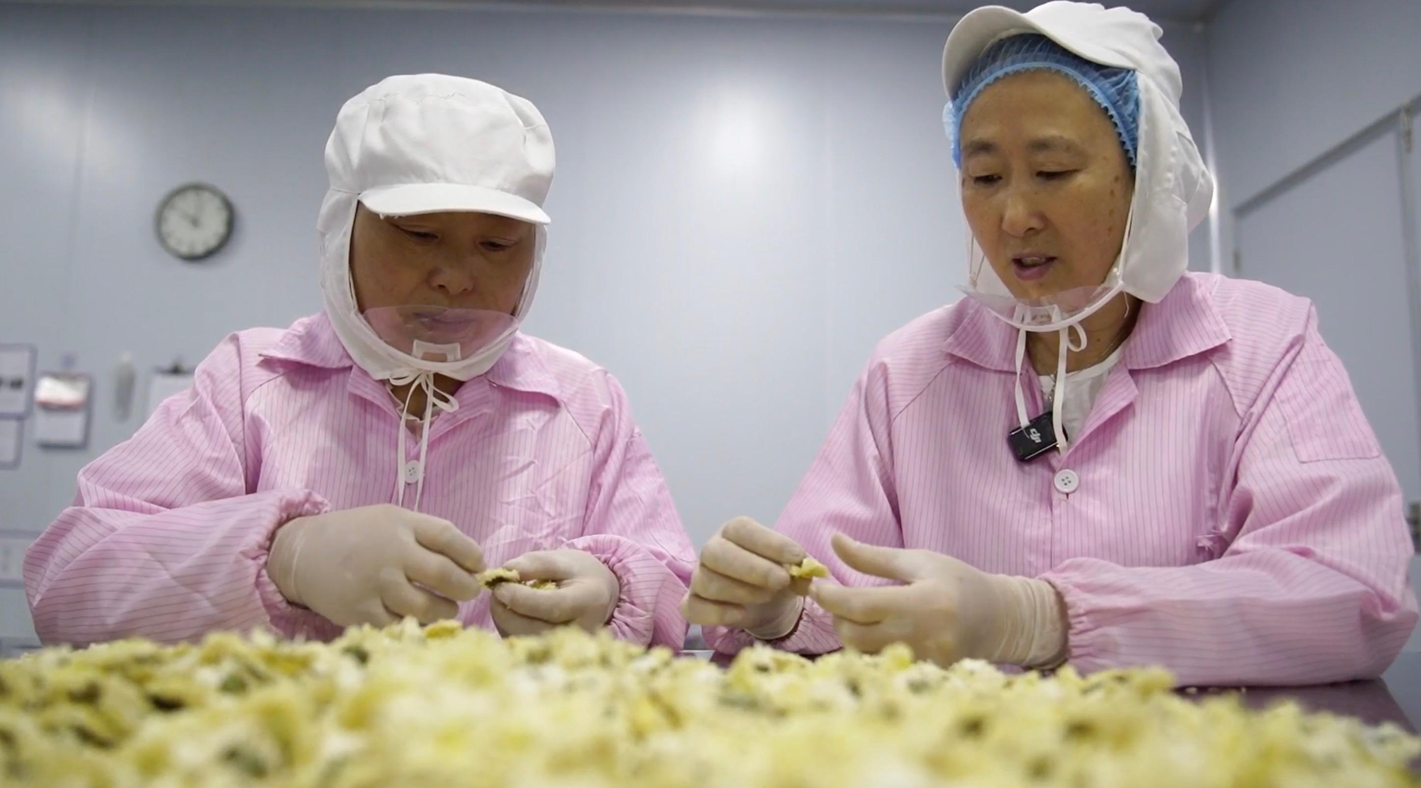 皖徽州區(qū)：徽州貢菊盛放「科技小院」