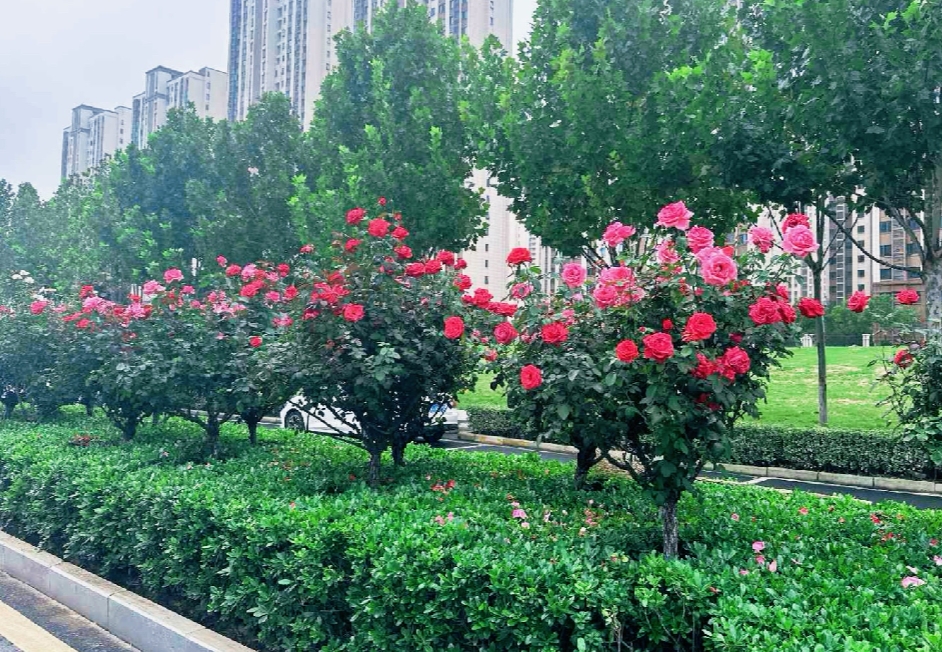 「花樣」告白 合肥高新區(qū)邀您邂逅秋日浪漫