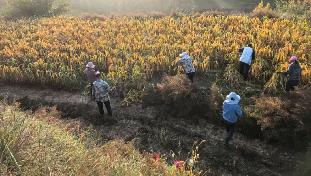 山西婁煩：14支農機搶收突擊隊力保秋糧穩(wěn)產(chǎn)豐收