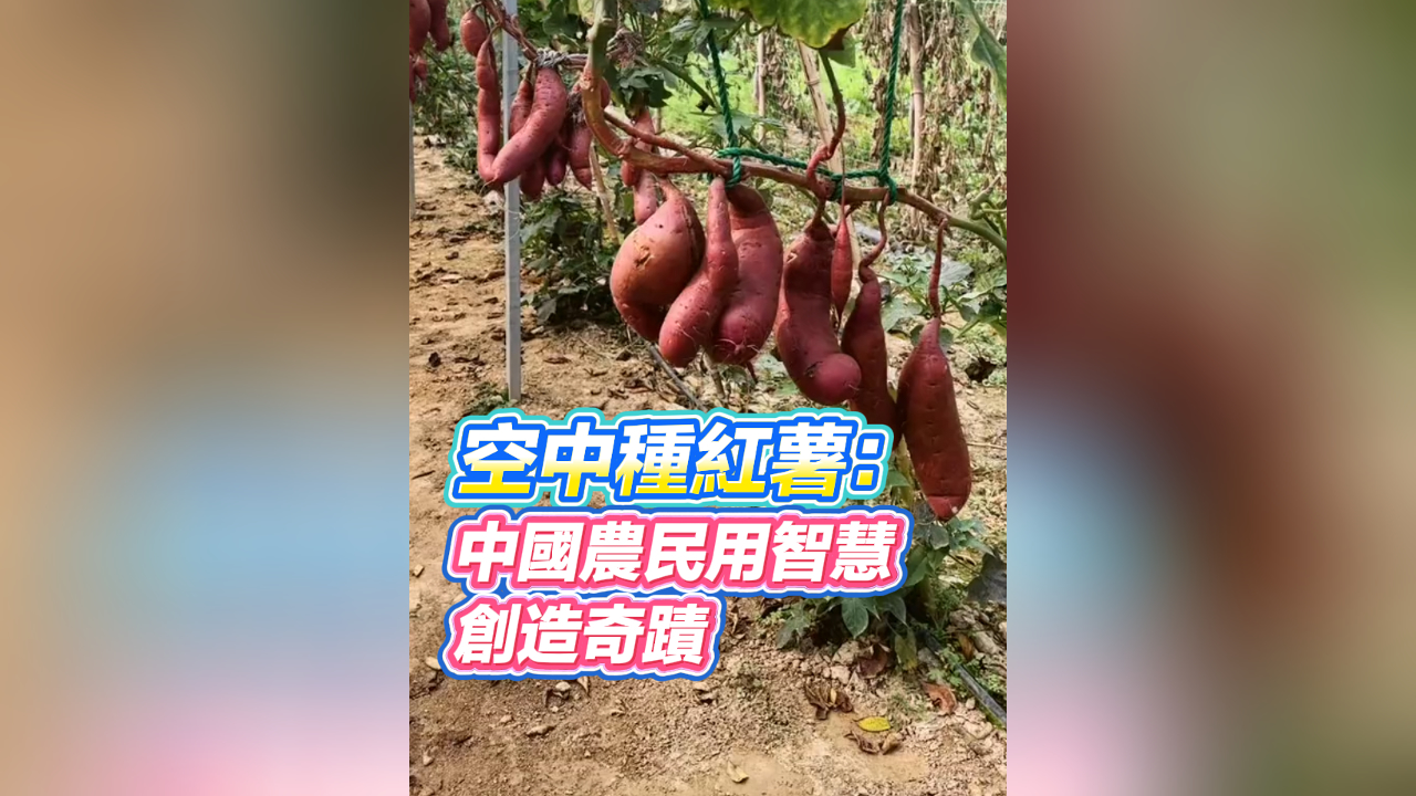 有片丨空中種紅薯：中國農(nóng)民用智慧創(chuàng)造奇蹟