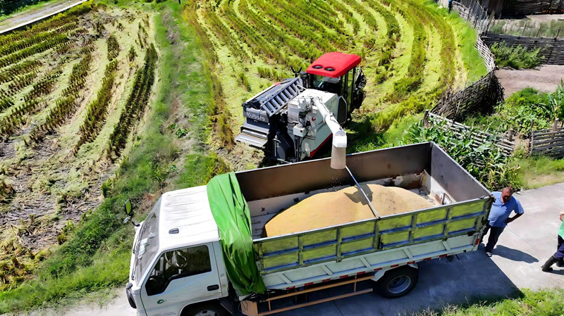 皖祁門(mén)縣：深化技術(shù)推廣 水稻單產(chǎn)再攀新高