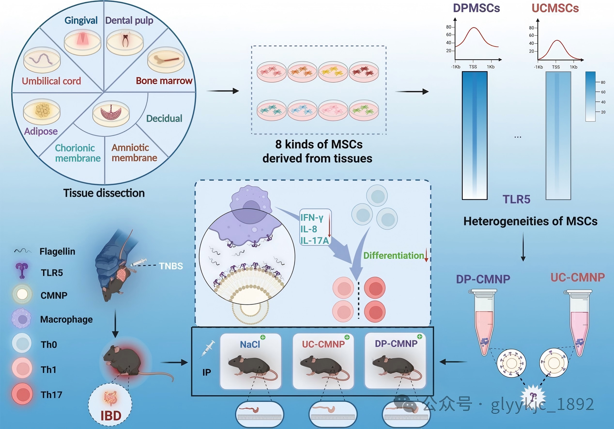 南京鼓樓醫(yī)院王斌教授團隊創(chuàng)新成果登載Journal of Controlled Release