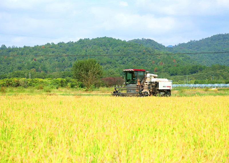 8000餘畝二茬稻喜豐收  皖休寧縣再生稻實現(xiàn)全程機械化