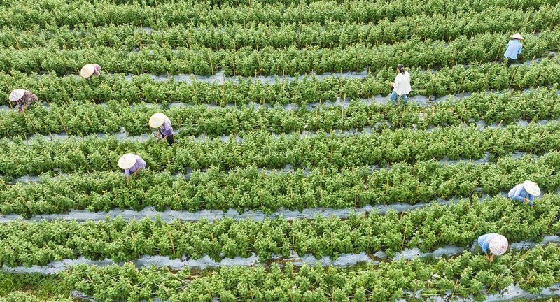 有片|皖歙縣：菊花疏蕾正當(dāng)時