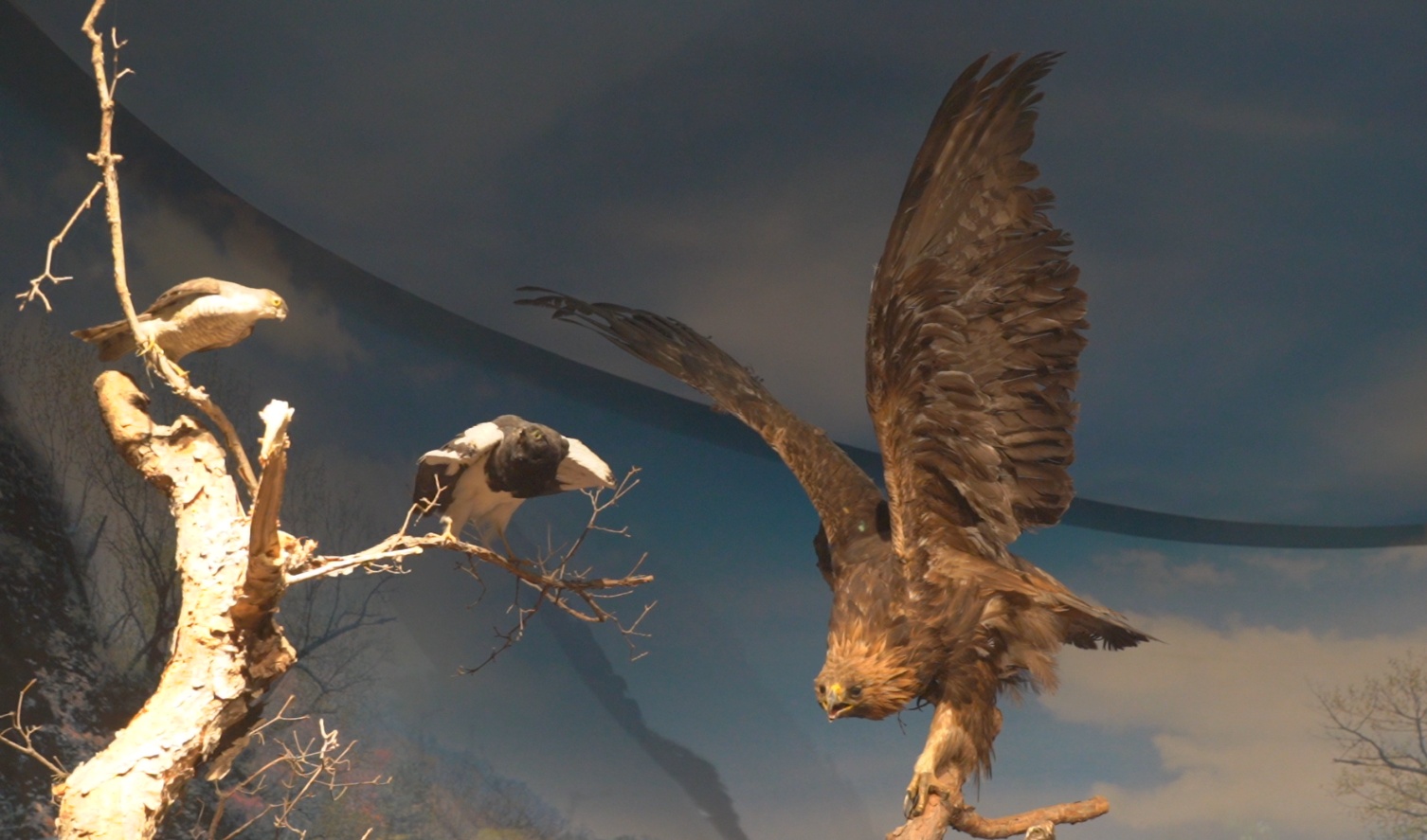 「感知幸福中國行」吉林篇（十三）長白山地質(zhì)公園博物館：一館藏盡「天地之力」