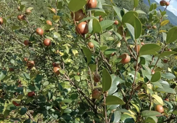 河源龍川：金秋油茶果飄香 萬(wàn)畝山林採(cǎi)摘忙