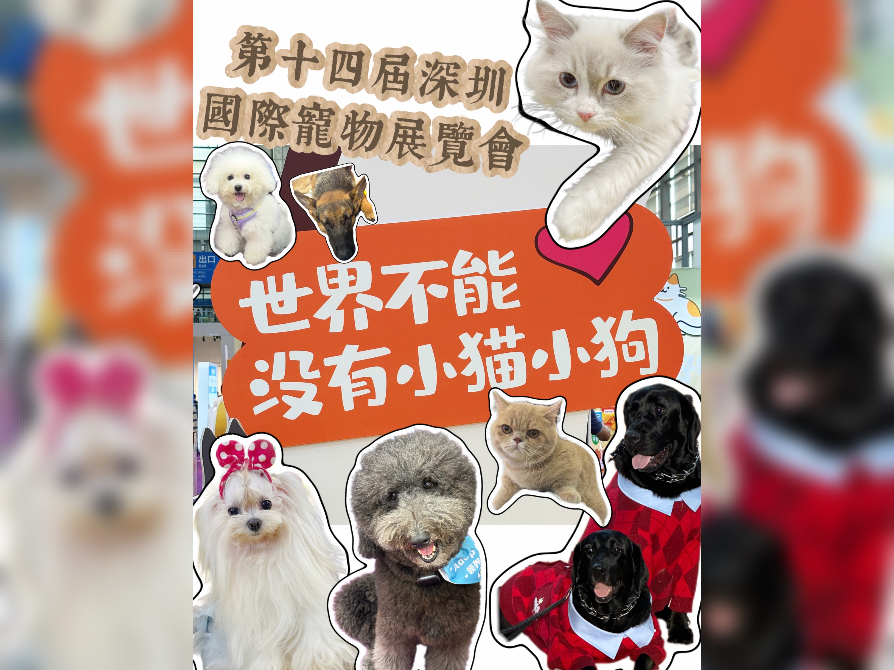 有片 | 第14屆深圳寵物展VLOG | 在深圳，做一隻寵物有多幸福？