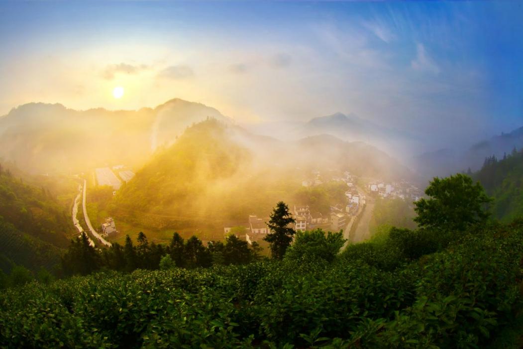 皖徽州區(qū)：「黃山毛峰」原產(chǎn)地全鏈深耕  提亮茶業(yè)「金招牌」