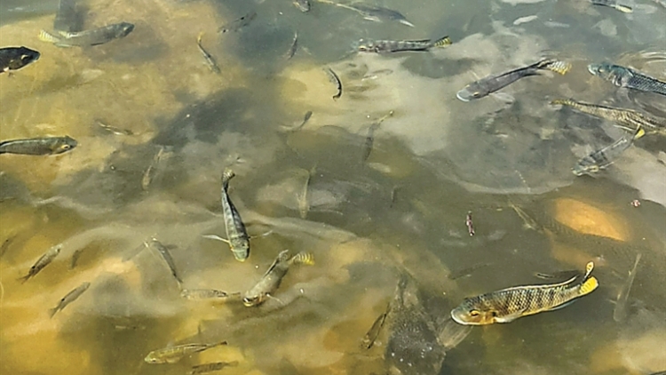 棄養(yǎng)放生的「清道夫」入侵仙湖 園方回應：將加強監(jiān)測