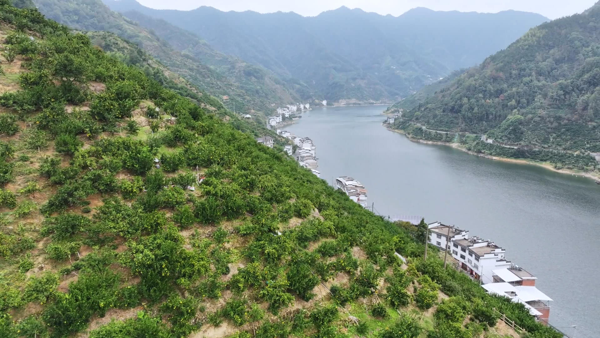 皖歙縣：「三口柑桔」迎來(lái)採(cǎi)收旺季