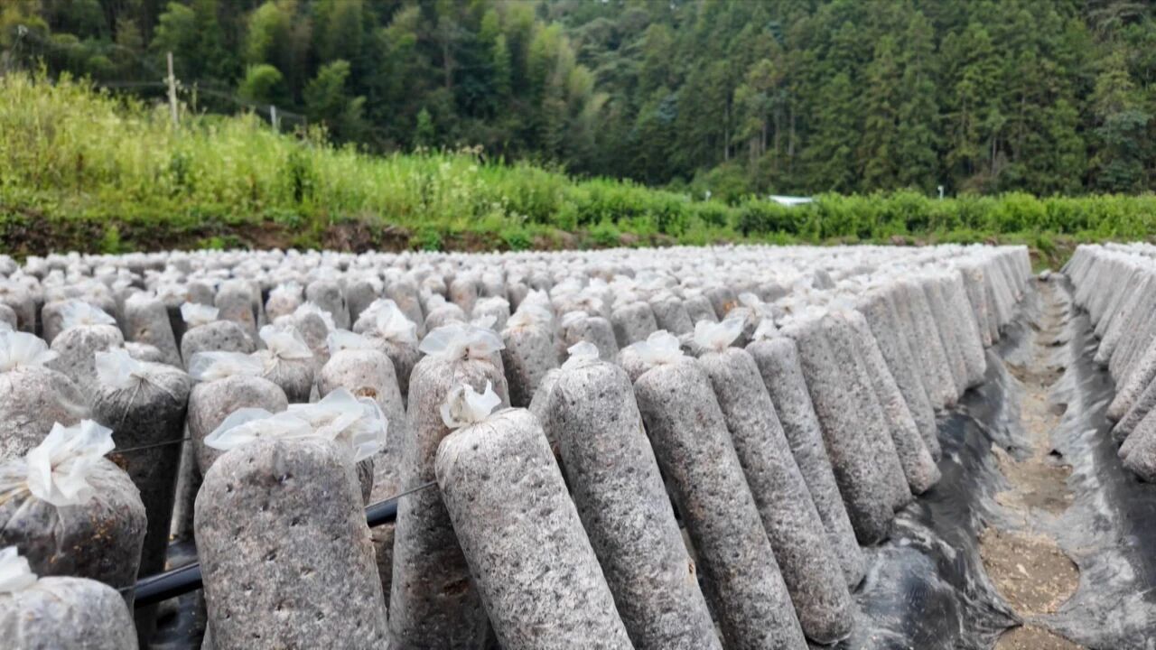 皖黟縣洪星：「土特產(chǎn)」成增收「金鑰匙」