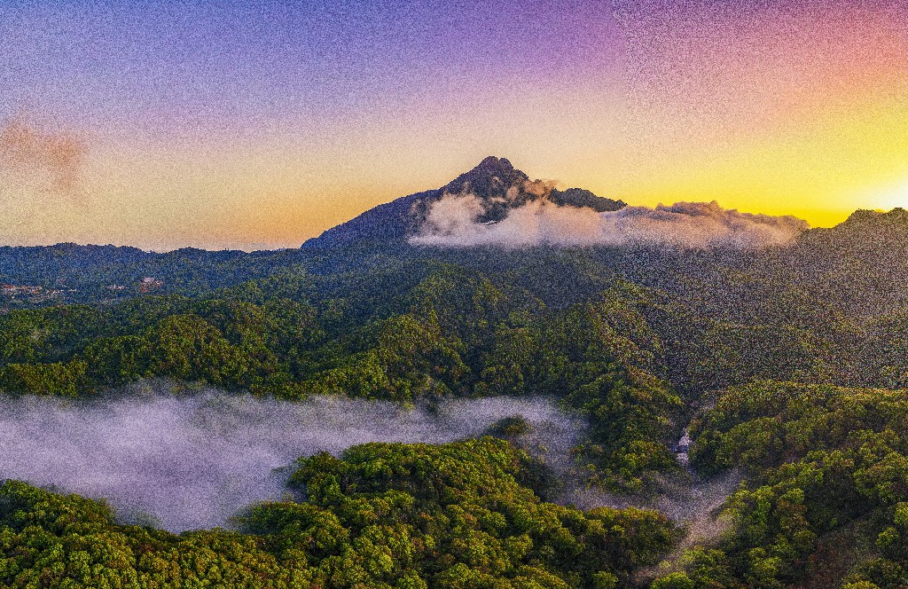 海南熱帶雨林國家公園 向世界展示中國生態(tài)文明的「綠色名片」