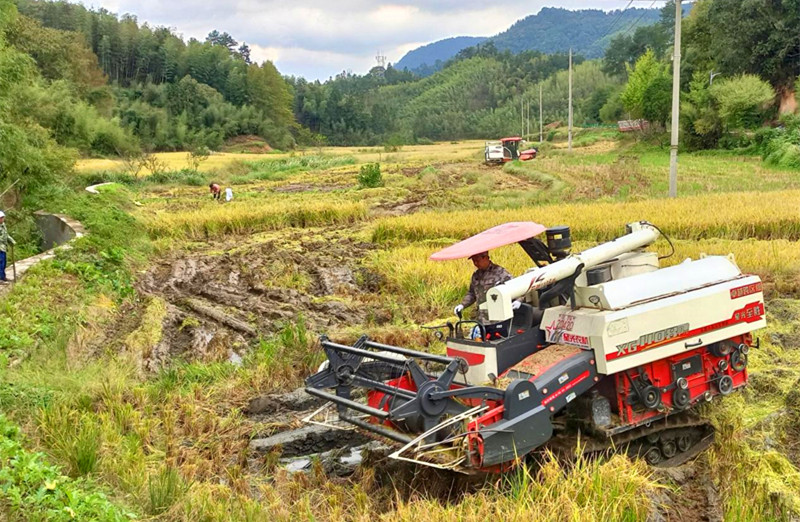 皖黃山區(qū)新豐：高山稻田迎豐收