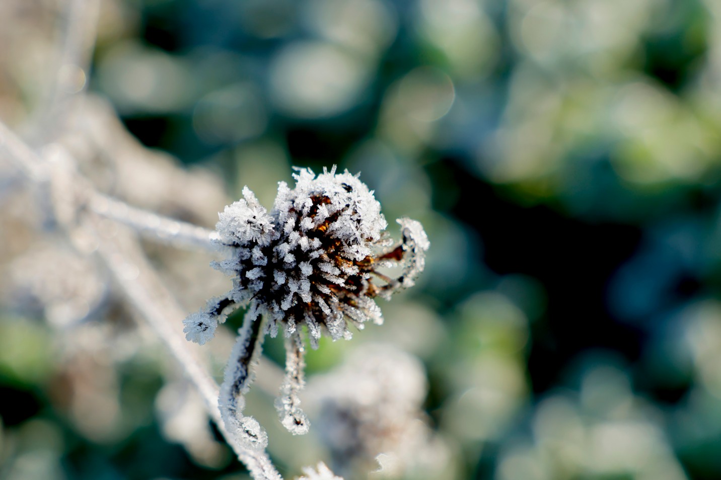 節(jié)氣專稿丨陳耀輝：霜降