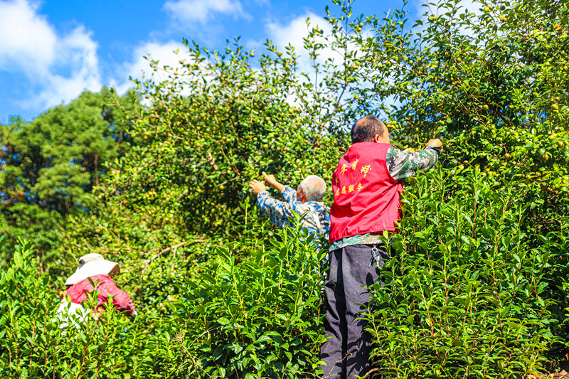 皖歙縣街口鎮(zhèn)：高山油茶林迎來豐收季
