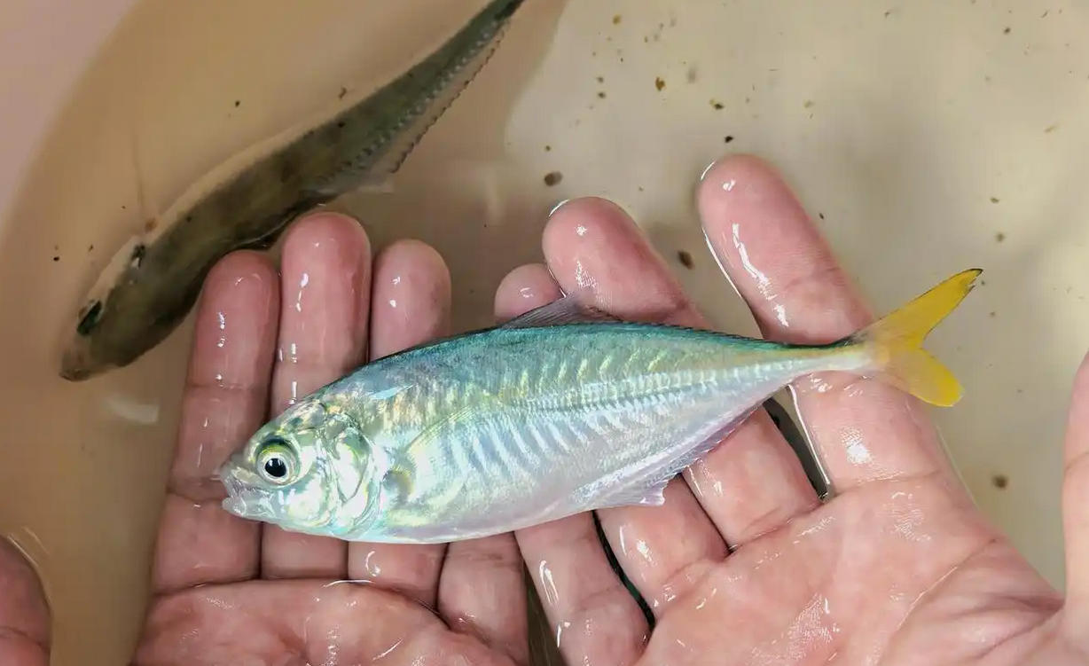 全球首次，及達(dá)副葉鰺實(shí)現(xiàn)人工繁育