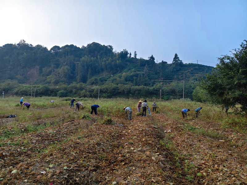 「幹活有工資，集體有收入」 皖黟縣漁亭鎮(zhèn)特色種植點(diǎn)亮共富路