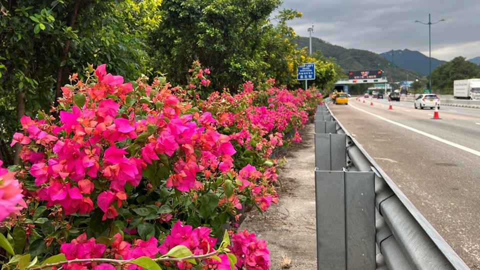 十五運(yùn)會(huì)自行車公路賽男子個(gè)人賽11·8舉行 港珠澳大橋?qū)嵤┡R時(shí)管控