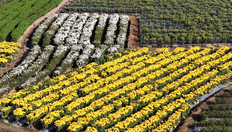 皖休寧縣：菊花香飄致富路 美麗產(chǎn)業(yè)助振興