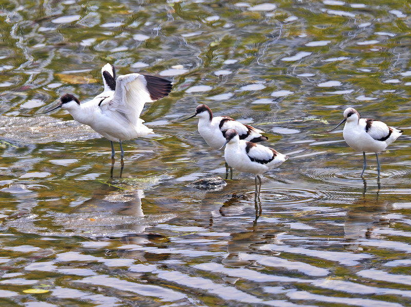 皖祁門縣：反嘴鷸首次現(xiàn)身閶江河