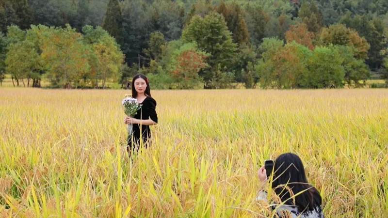 皖黟縣：賞秋成鄉(xiāng)游「爆款」