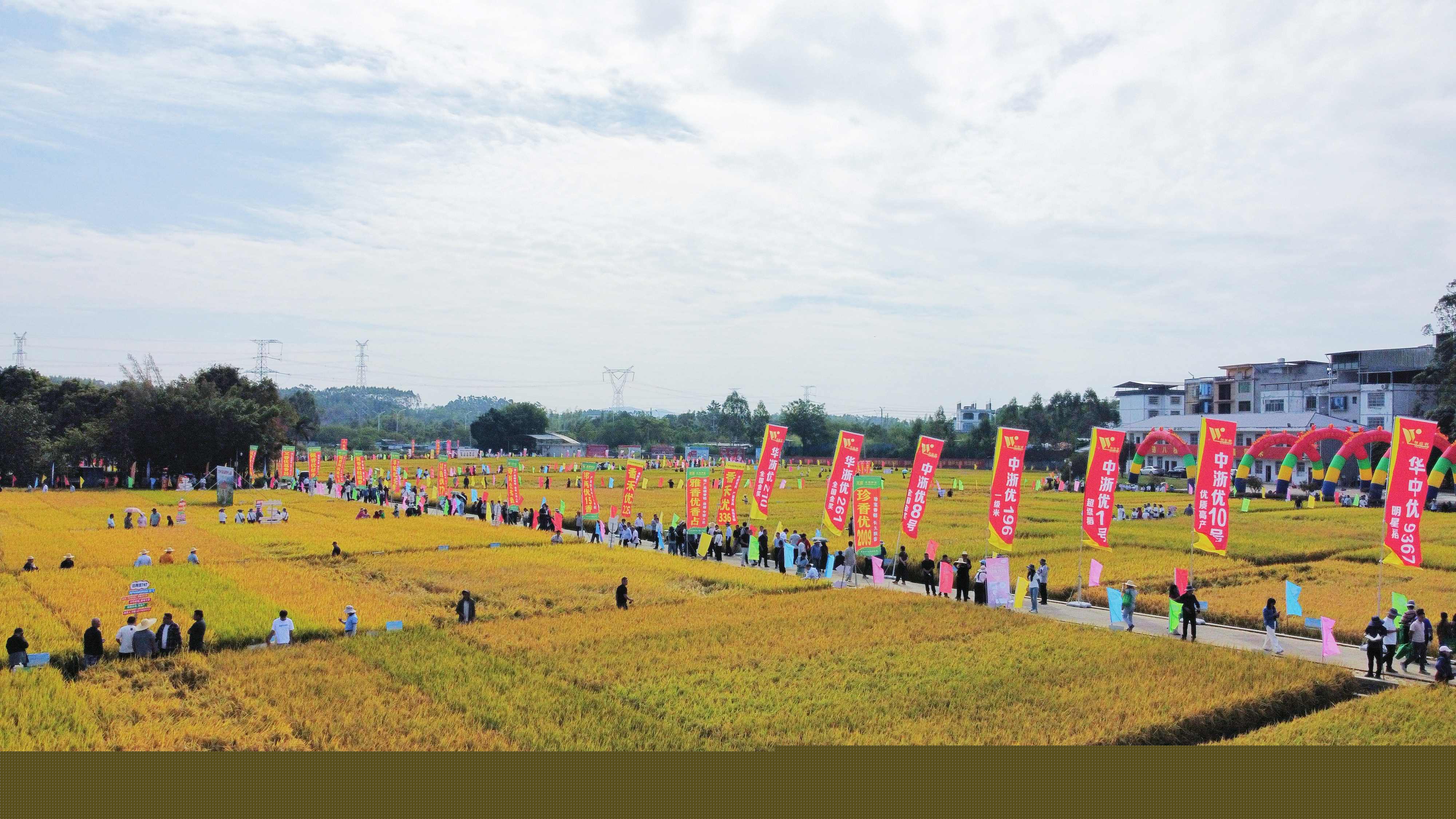 有片丨856個良種田間「比美」！第二十二屆廣西「看禾選種」大會南寧開幕