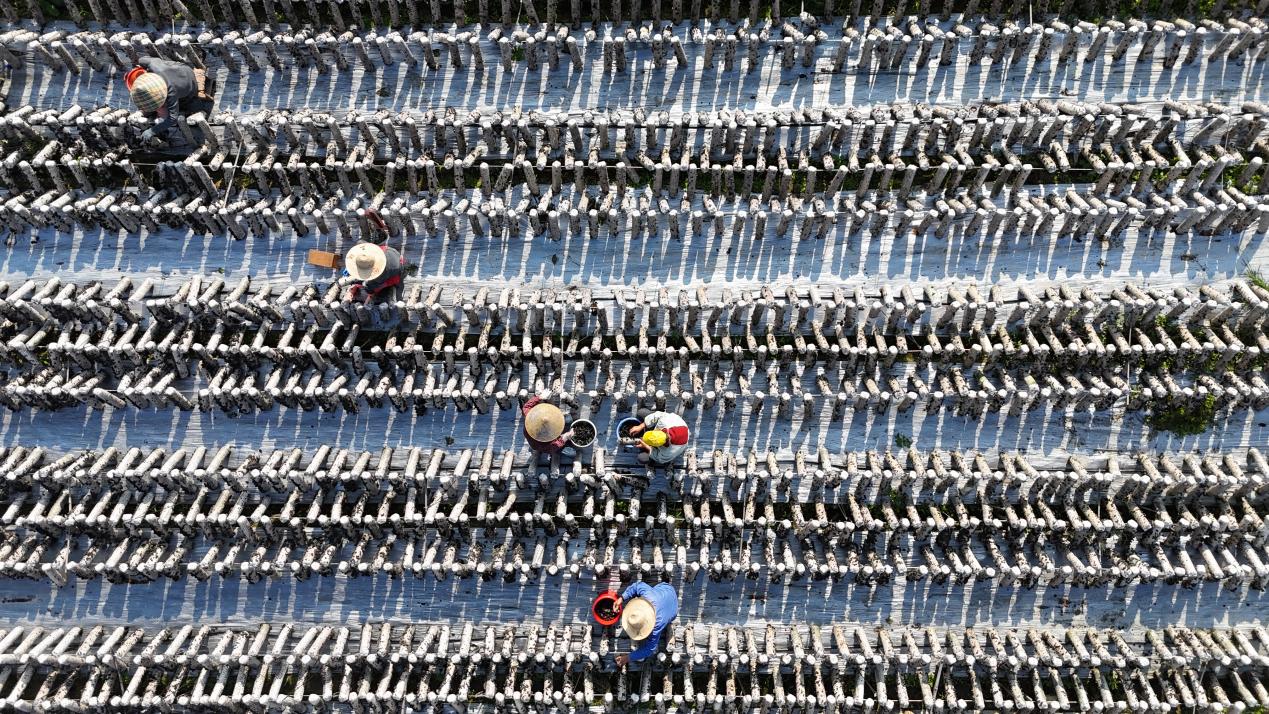 皖祁門縣：黑木耳喜獲豐收