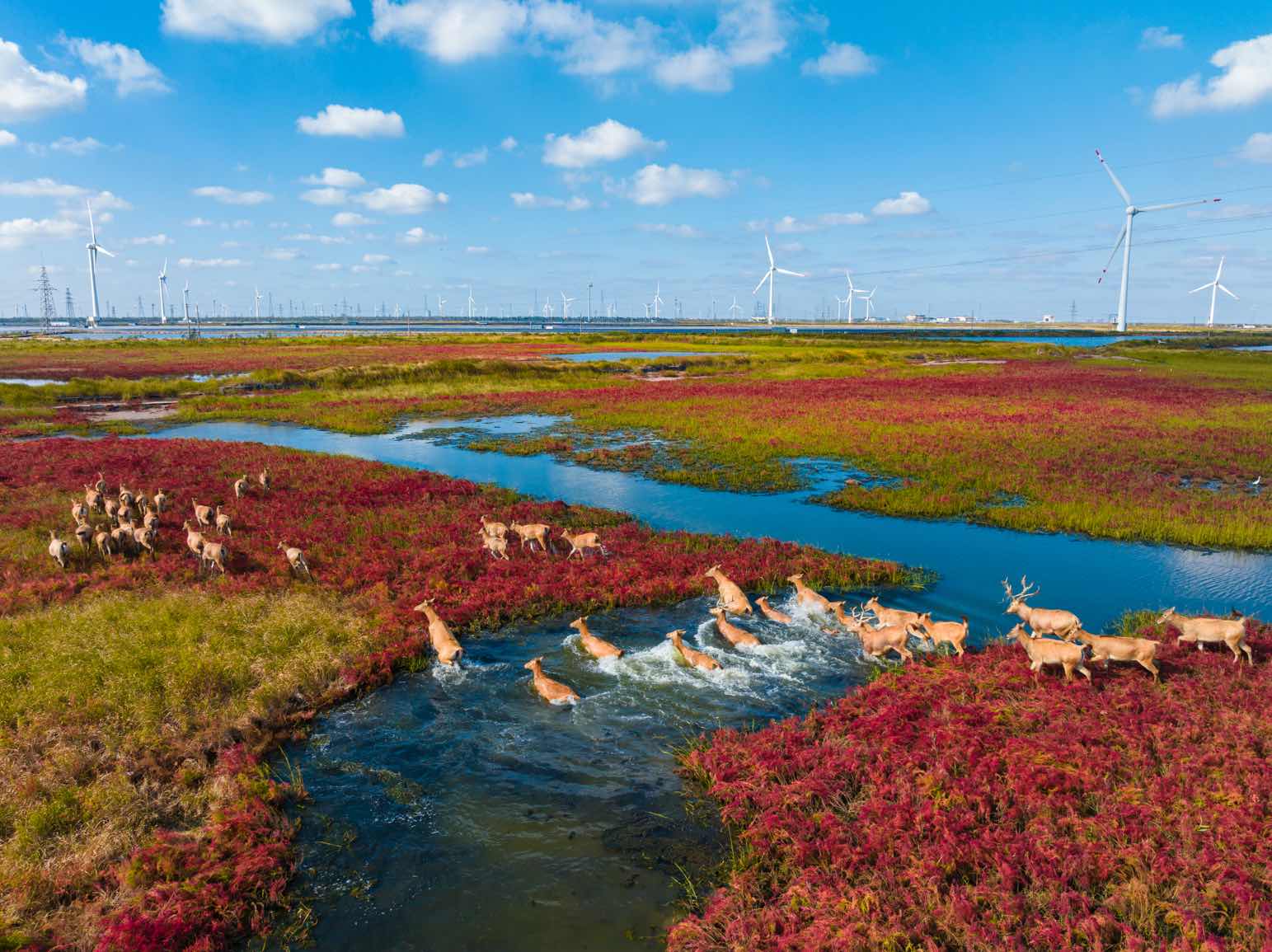 濕地紅韻引客來 江蘇鹽城繪就生態(tài)文旅長卷