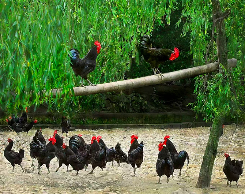 皖黟縣：黃山黑雞成功入選《國(guó)家級(jí)畜禽遺傳資源保護(hù)名錄》