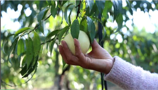 皖徽州區(qū)：深秋雪桃滿枝頭