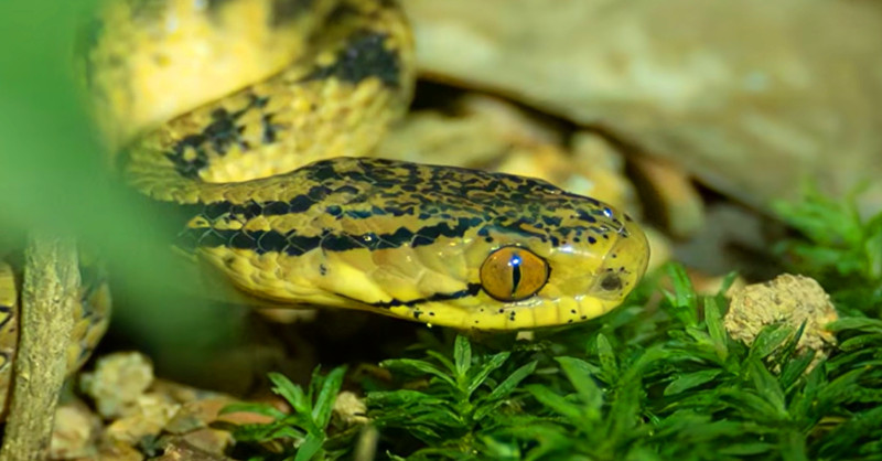 皖休寧縣：全球首發(fā)新物種!新安江源頭「萌蛇」現(xiàn)身