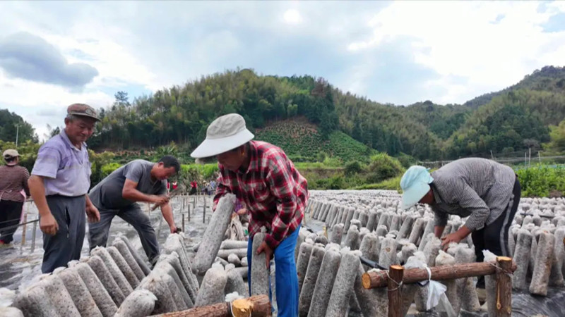 黑木耳開(kāi)出「致富花」 皖黟縣強(qiáng)村富民之「洪星路徑」