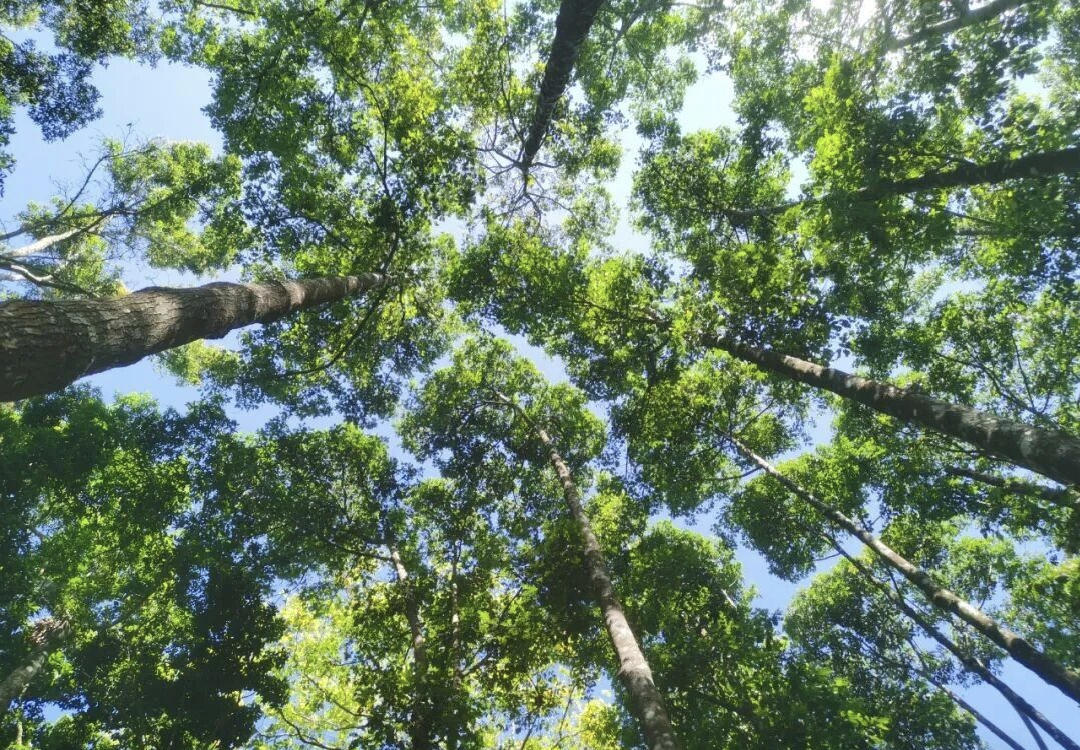 海南熱帶雨林國家公園：生態(tài)惠民繪就綠色發(fā)展新圖景