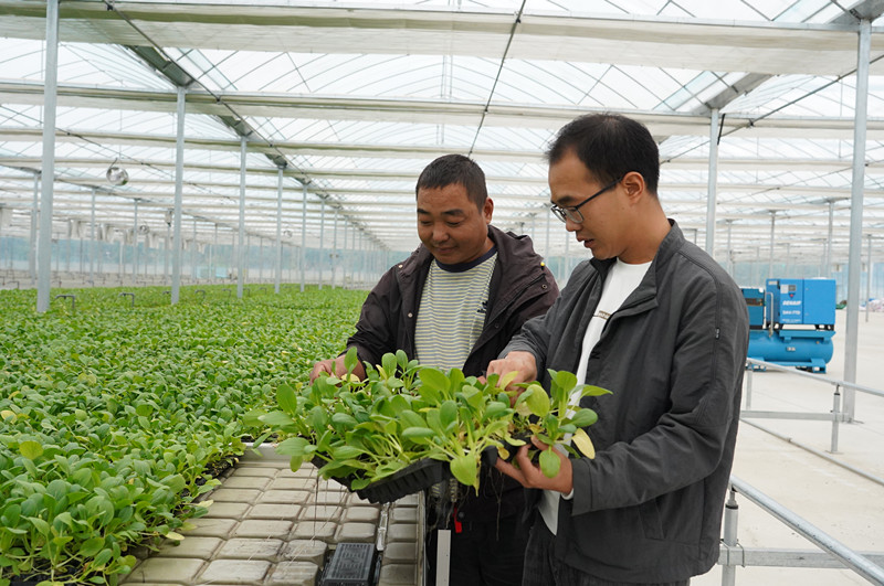 秋冬綠葉菜有保障! 皖屯溪科技大棚補(bǔ)供應(yīng)缺口