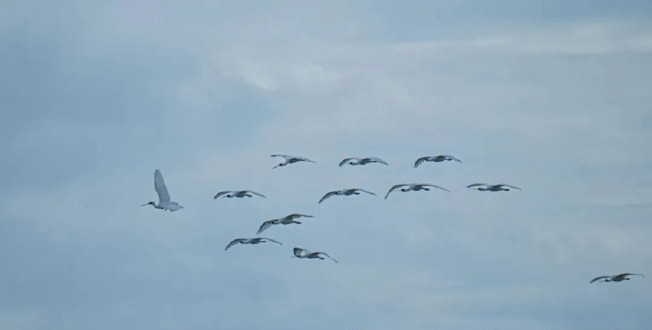 2025年首批黑臉琵鷺抵達(dá)海南東方四必灣