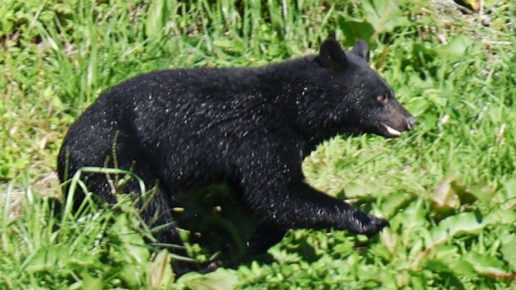 日本允許警察用步槍驅(qū)熊