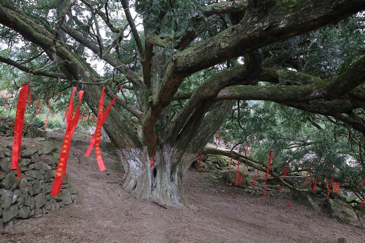 皖黃山區(qū)新明：林下生金山中養(yǎng)心