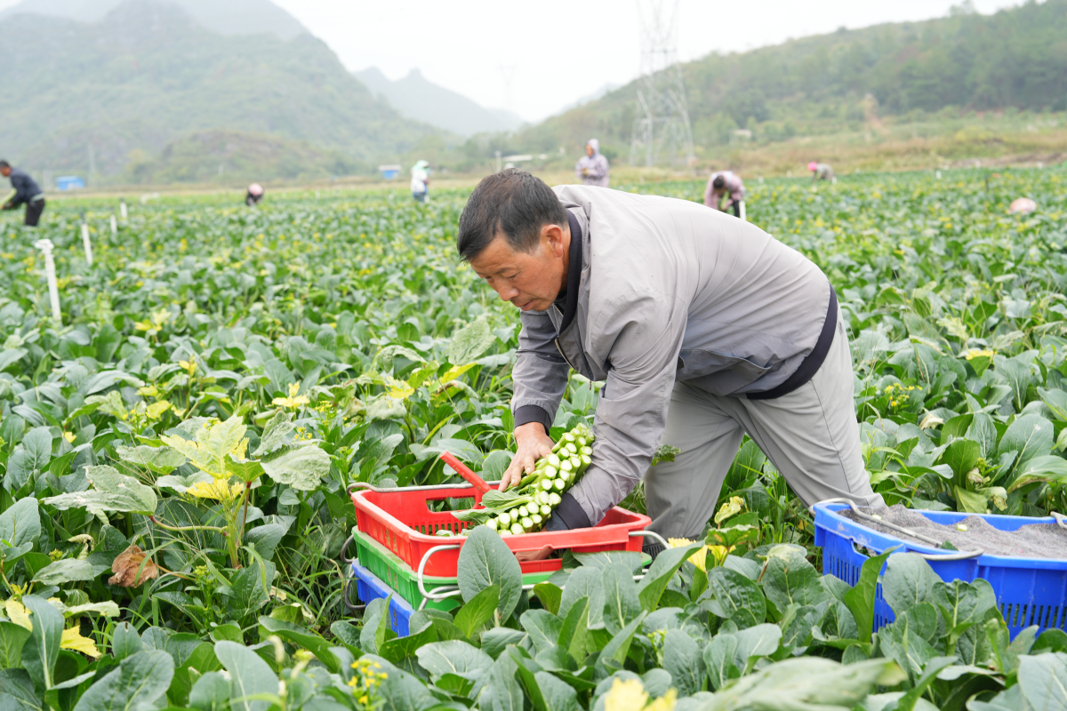 桂鐘山供港蔬菜基地迎上市高峰 日采5噸保障大灣區(qū)供應(yīng)