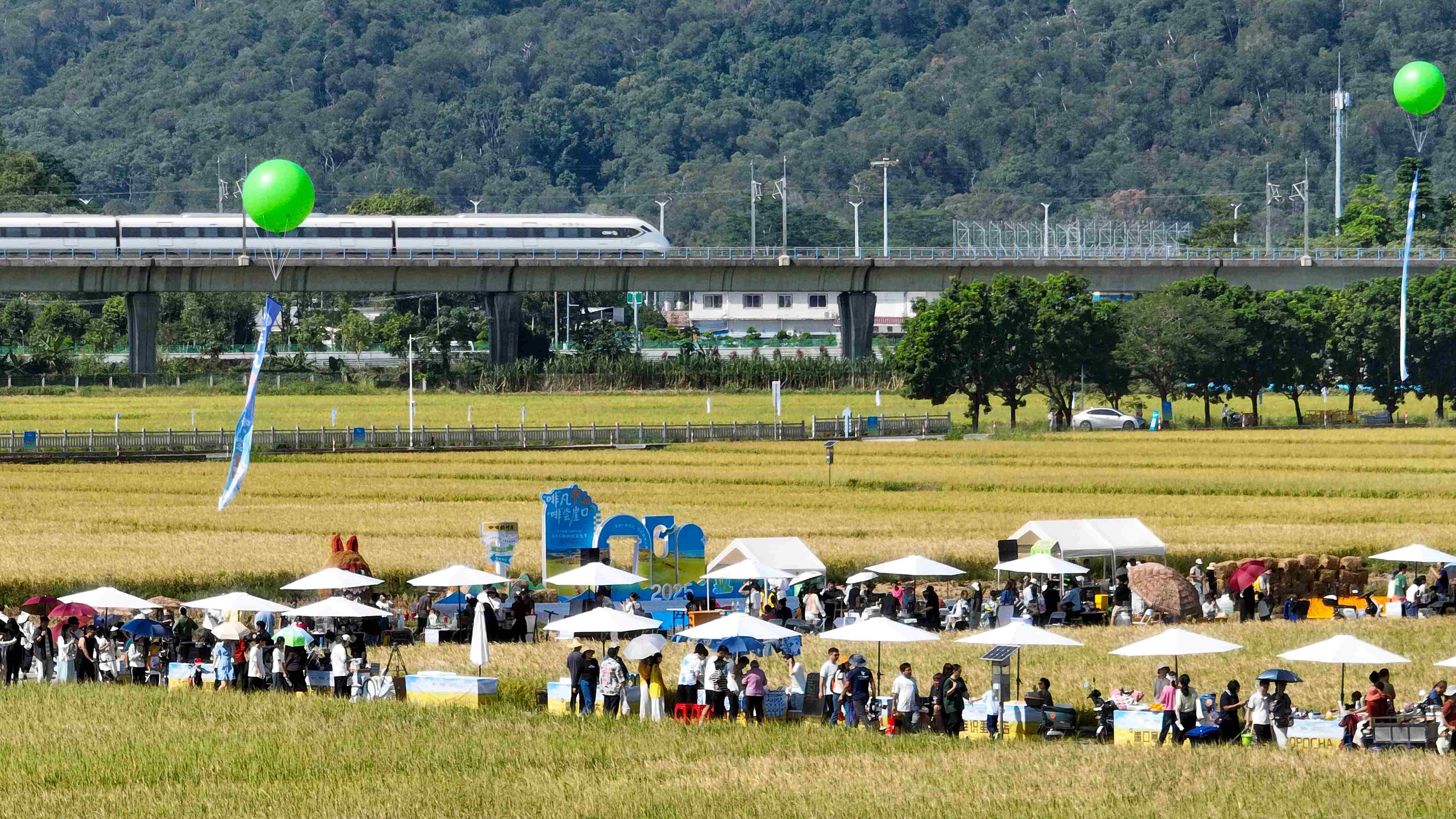 「啡」凡中山 「啡」嘗崖口， 翠亨（南朗）首屆稻田咖啡文化節(jié)啟幕?