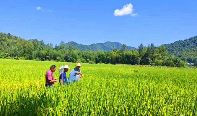 「守好黟方地種好每塊田」  皖黟縣首次實(shí)現(xiàn)「噸糧田」目標(biāo)