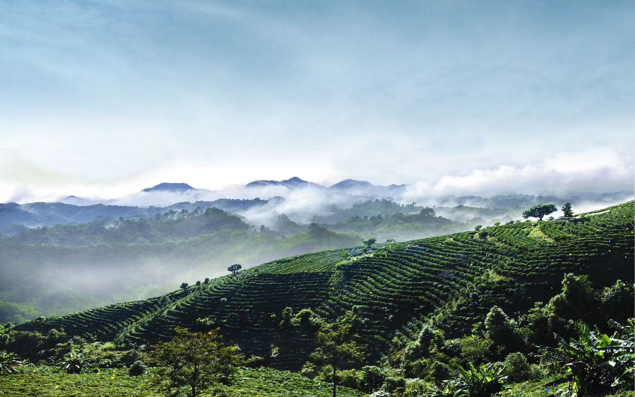 2025中國(guó)黑茶大會(huì)—2025梧州六堡茶文化節(jié)將於桂蒼梧啟幕