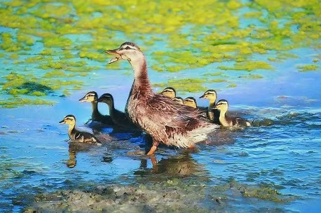 巢湖鴨膺「國(guó)保」認(rèn)證 合肥鄉(xiāng)村振興添「金名片」