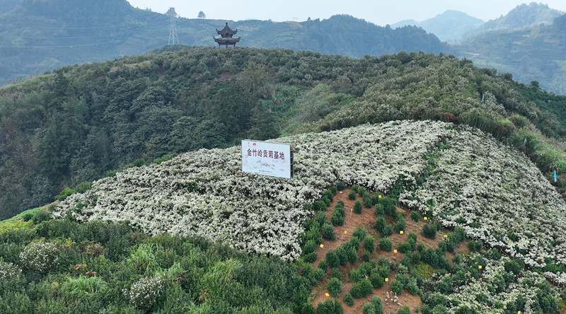 標(biāo)準(zhǔn)化·數(shù)字化·品牌化  皖歙縣正式啟動(dòng)黃山貢菊溯源體系