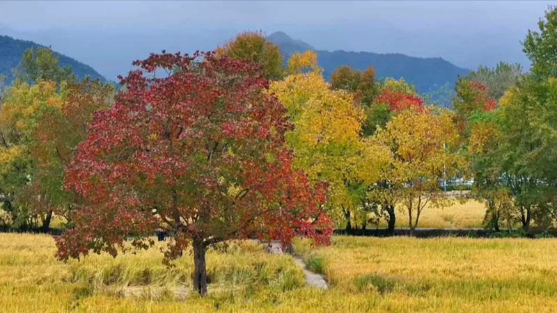 「畫裡鄉(xiāng)村」烏桕美 皖黟縣塔川秋色迎來最佳觀賞期