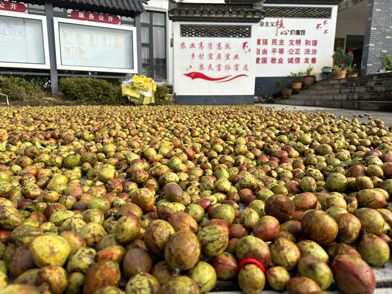 皖黃山區(qū)三口鎮(zhèn)：小油茶富鄉(xiāng)鄰