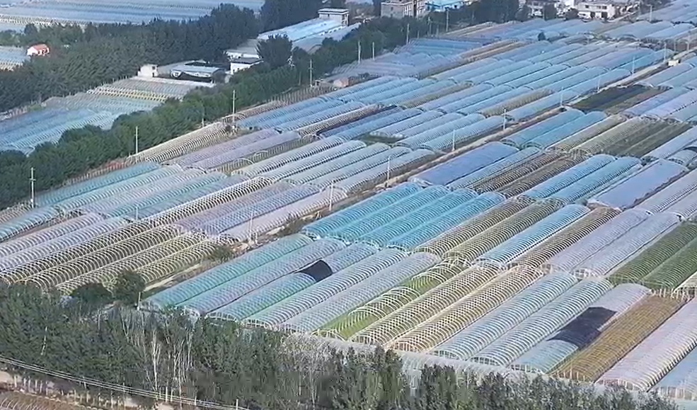 【視聽山東】農(nóng)忙好風(fēng)光