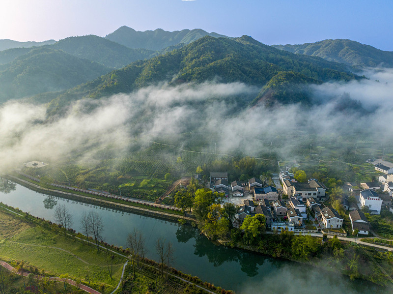 【第十五屆安徽國(guó)際文化旅遊節(jié)】祁門縣：「世界紅茶之都」 文旅「融」光煥發(fā)